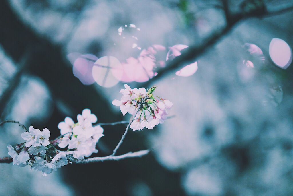 「保湿から花粉対策まで!この春手放せない、ミスト状化粧水はこちらです♡」の画像(#142493)