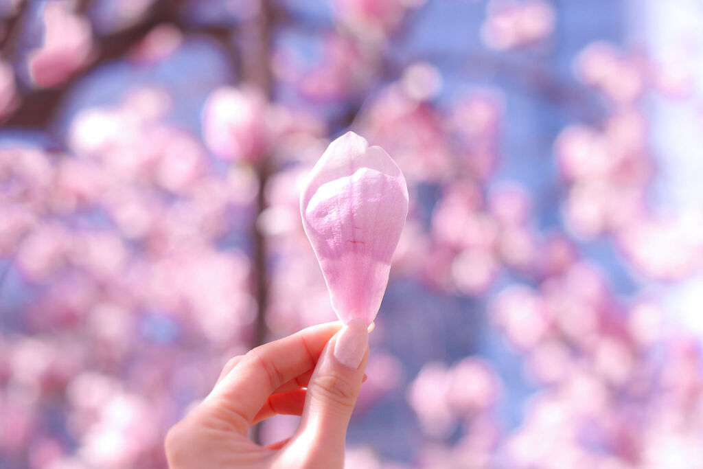 「新作も続々登場!パケ買い必至な桜カラーコスメ集めました♡」の画像(#142520)
