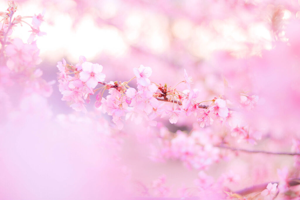 「新作も続々登場!パケ買い必至な桜カラーコスメ集めました♡」の画像(#142925)