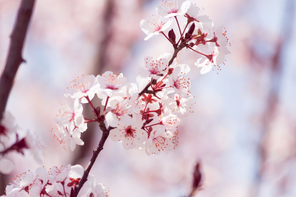 【2020年最新版】一気に春気分!この春買うべき''桜コスメ''18選《プチプラ・デパコス》の画像