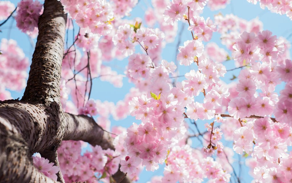 恋に効く?さくらコスメ8選♡の画像