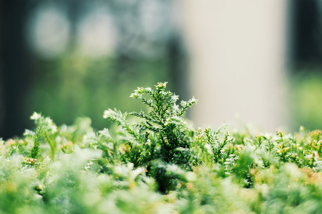 花粉対策できてる?スキンケアでバリア機能高めよう!の画像