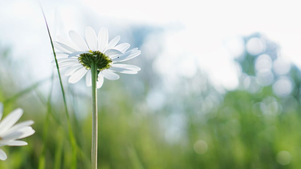 花粉対策できてる?スキンケアでバリア機能高めよう!の画像