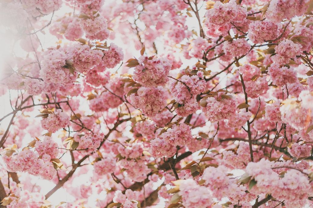 お花見にオススメ♪写真に映えるメイクで誰よりも可愛く♡のサムネイル
