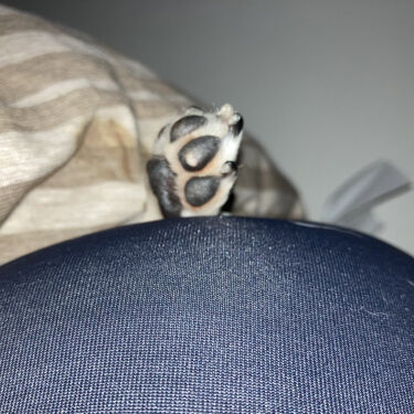 オイル Trackの口コミ ころんと可愛いオスマンサスのヘアオイル 濡 By しに子ちゃん 乾燥肌 Lips