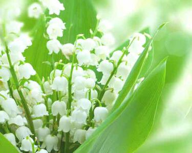 1000円以下 亜鉛 Dear Natura ディアナチュラ のリアルな口コミ レビュー Lips