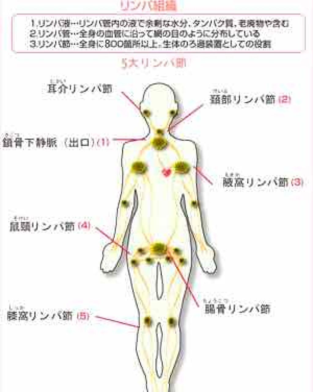 ホワイトバーチボディオイル Weledaの口コミ Weledaホワイトバーチセルライトオイル By ブラットオレンジ 普通肌 代前半 Lips