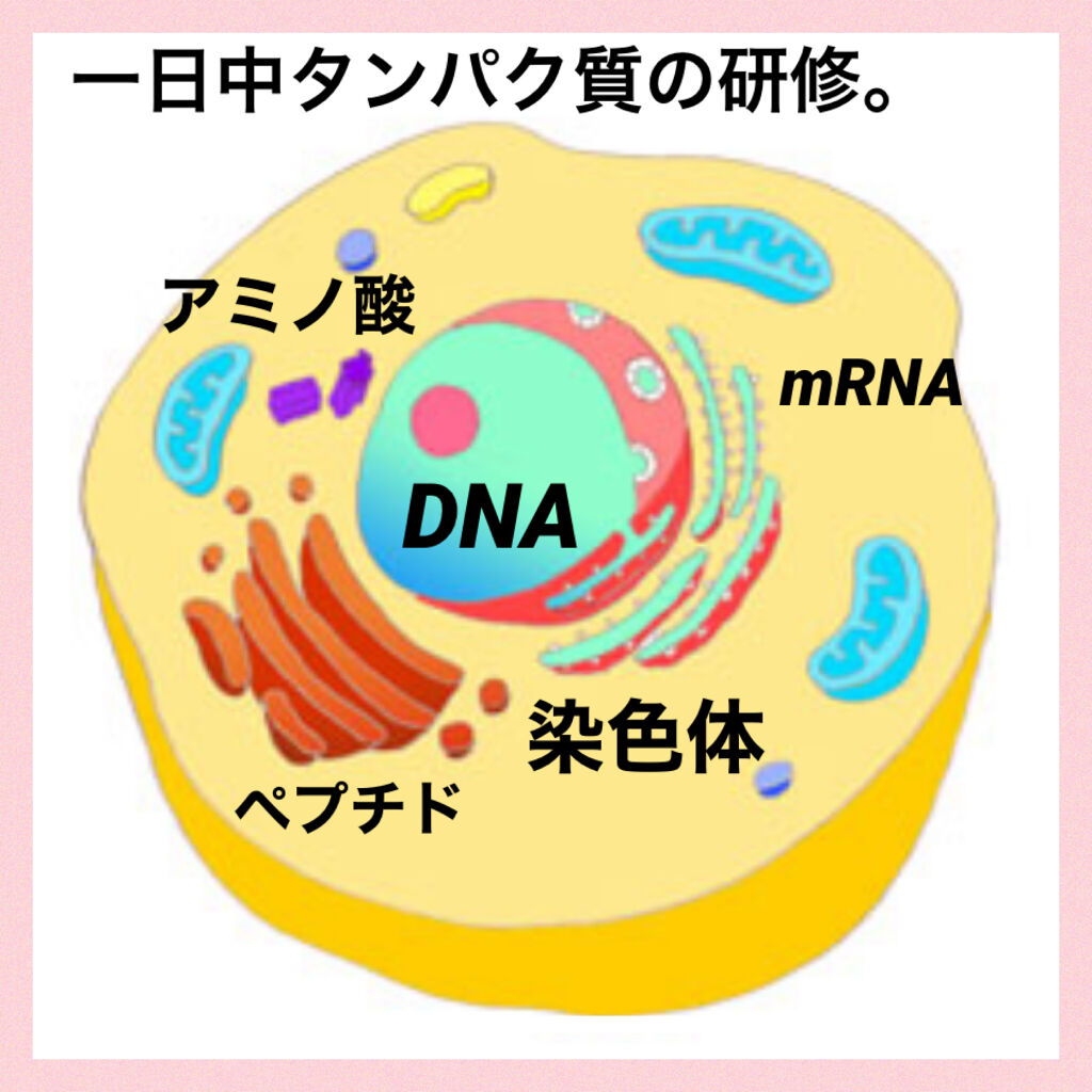 マルチビタミン ミネラル ネイチャーメイドを使った口コミ 投稿拝見していて多かったので ダイエッター By Love 普通肌 30代前半 Lips