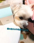 White Milk Cream 3ceのリアルな口コミ レビュー Lips White Milk Cream 3ceのリアルな口コミ レビュー Lips