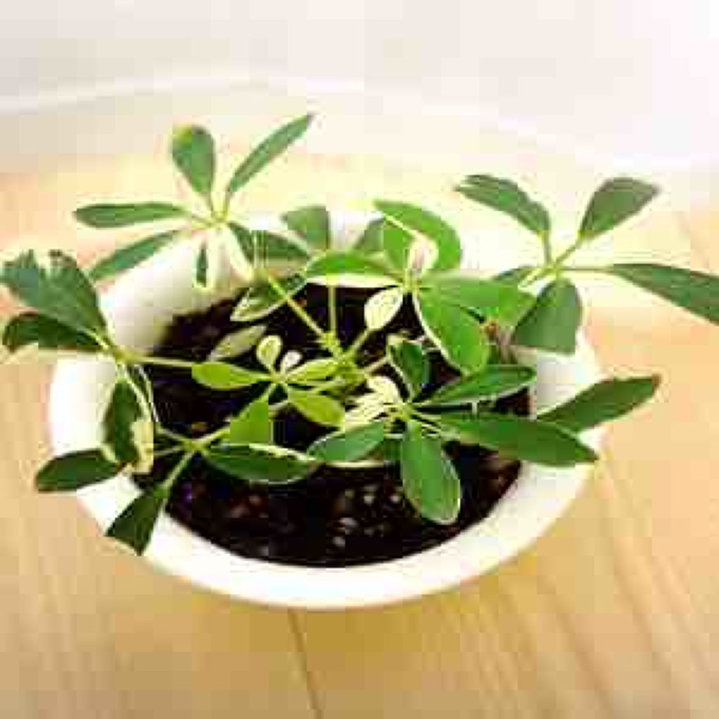 gray.flower
