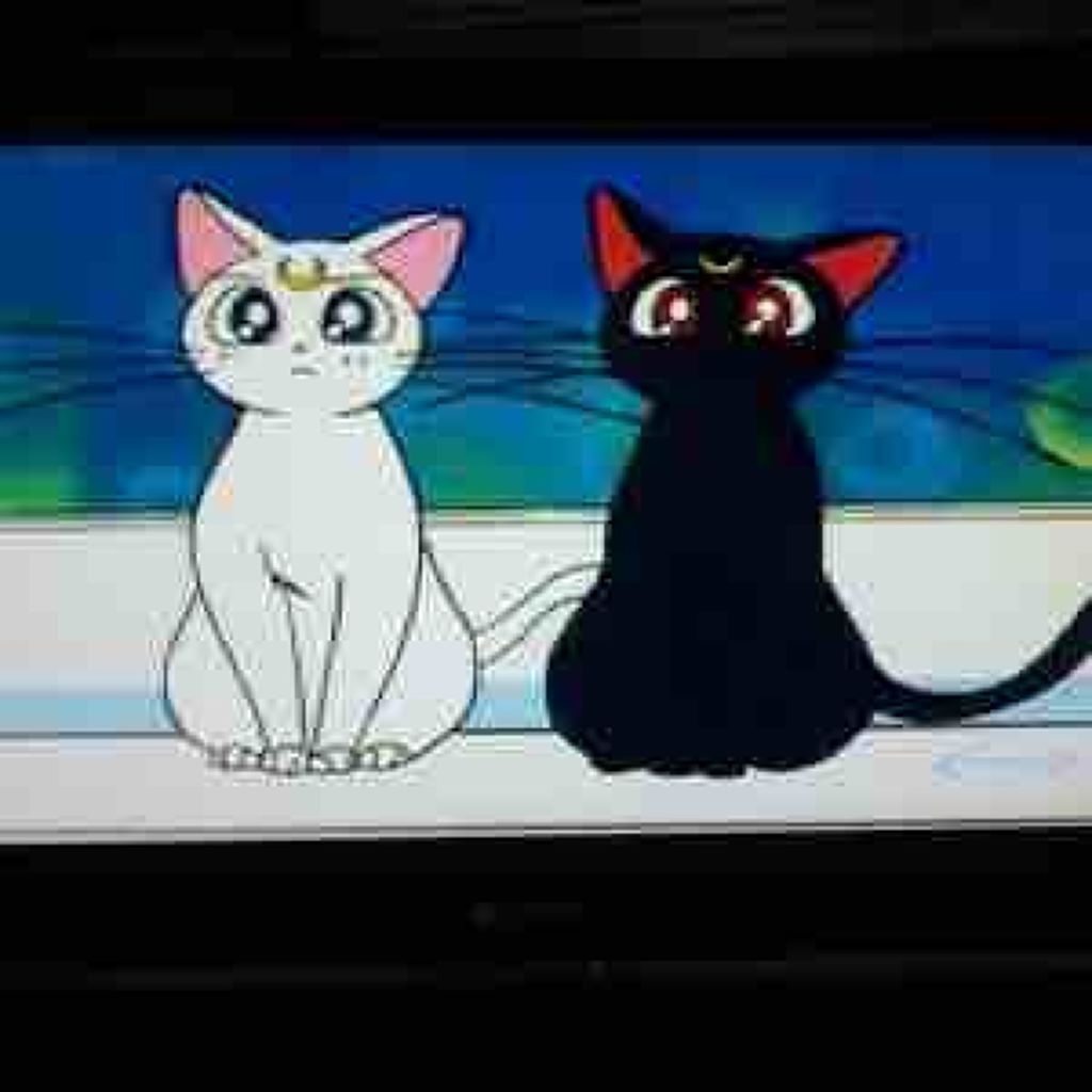 しろねこ
