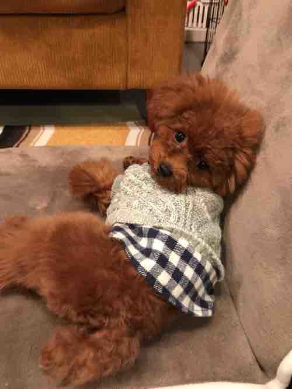 くるん🐶