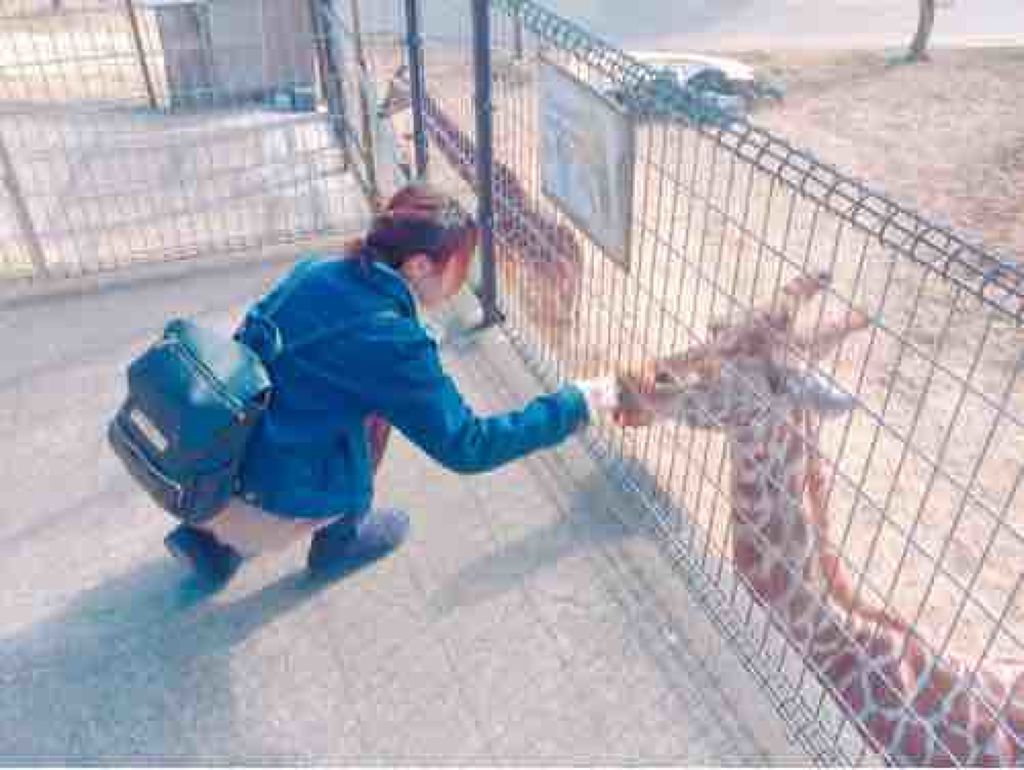 きのこ🦒