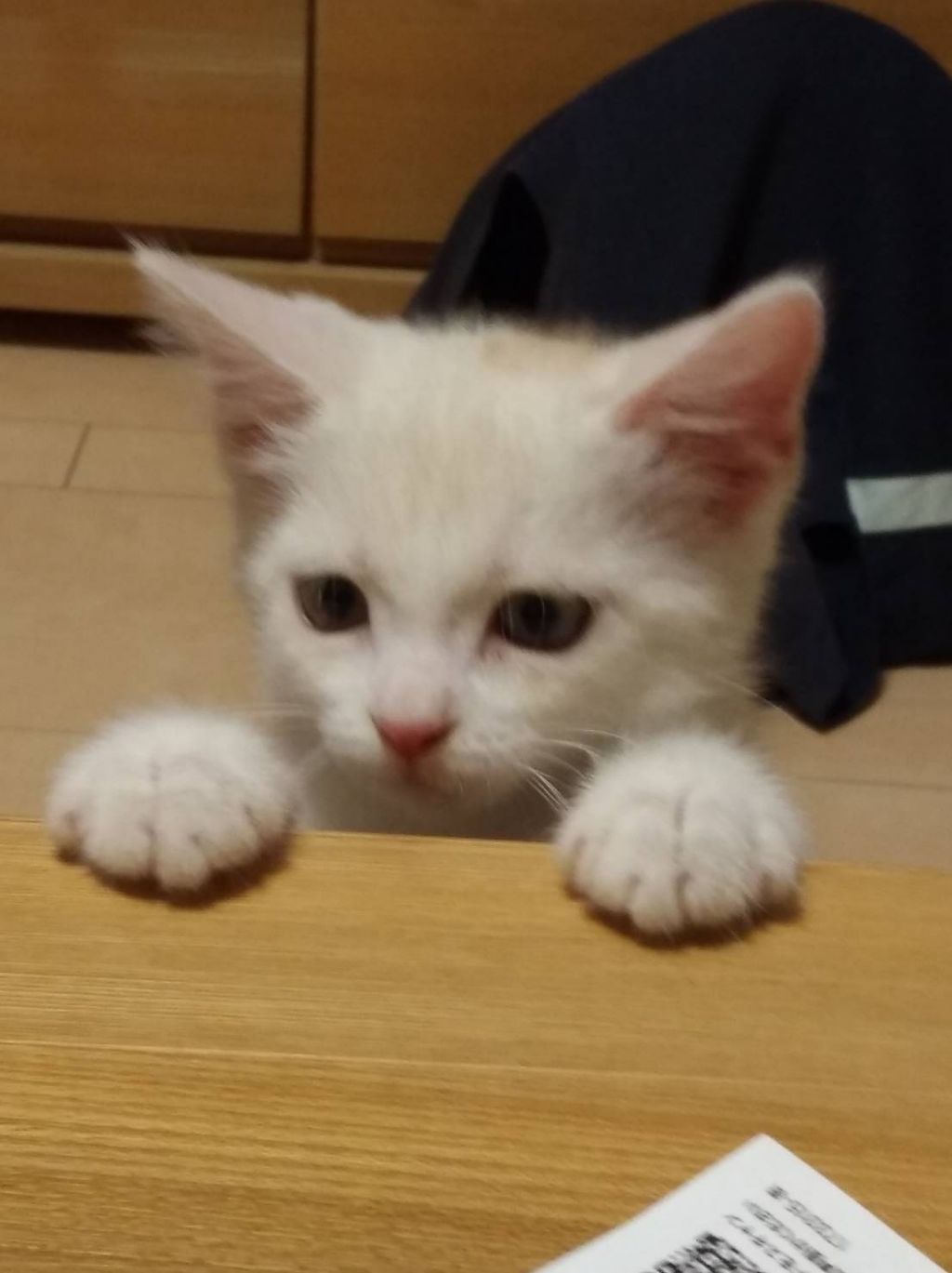 パル