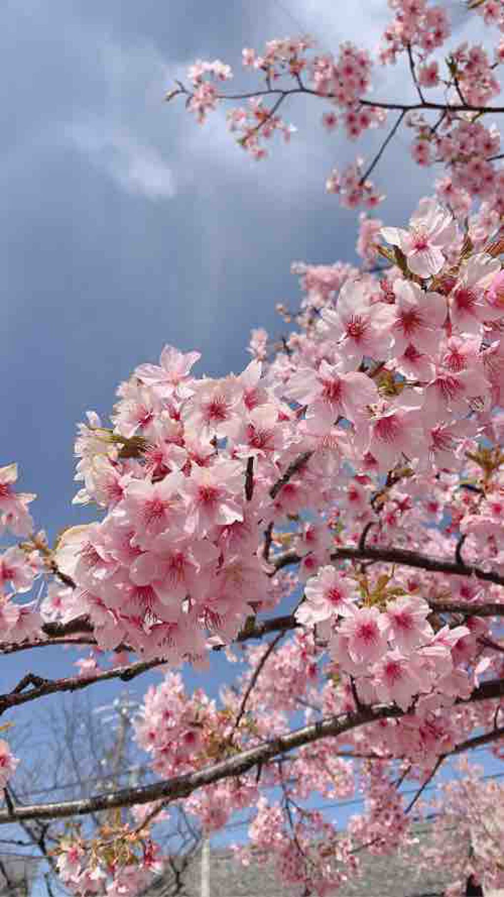 ディオール アディクト ステラー シャイン Diorは落ちないのか 色持ちに関する口コミ ブルベ冬におすすめの口紅 今回は 皆の憧れdio By はるのきなこ 代前半 Lips